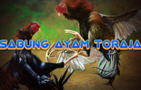 Sabung Ayam Toraja